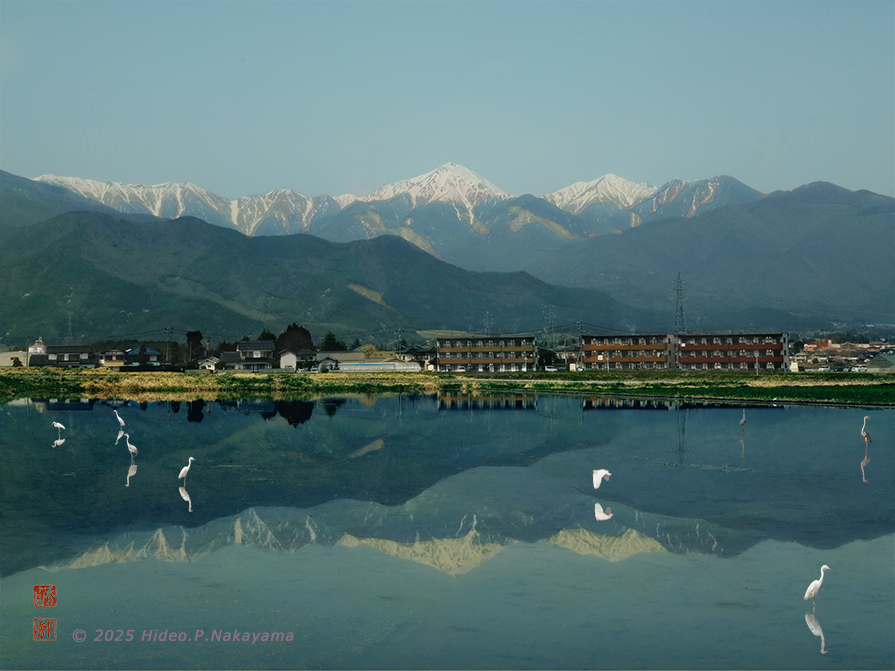 アルプスを映す田んぼ
