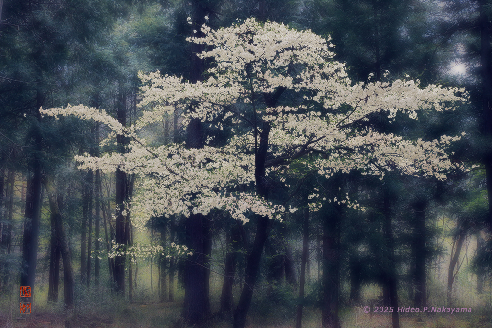 森の桜