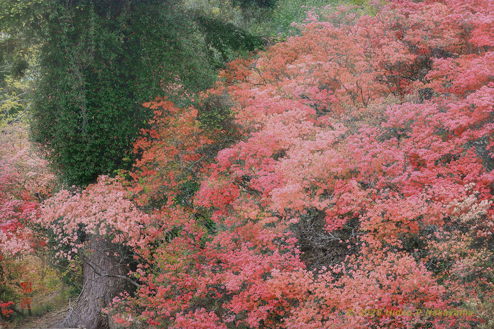 山のつつじ公園