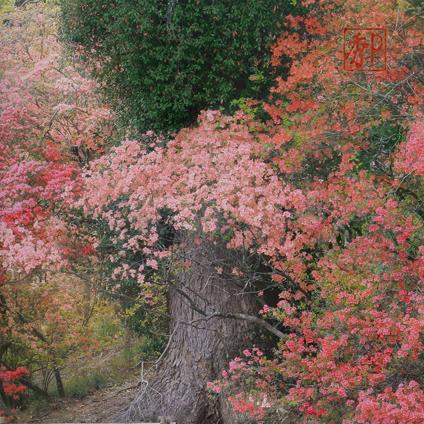 山のつつじ公園＿左