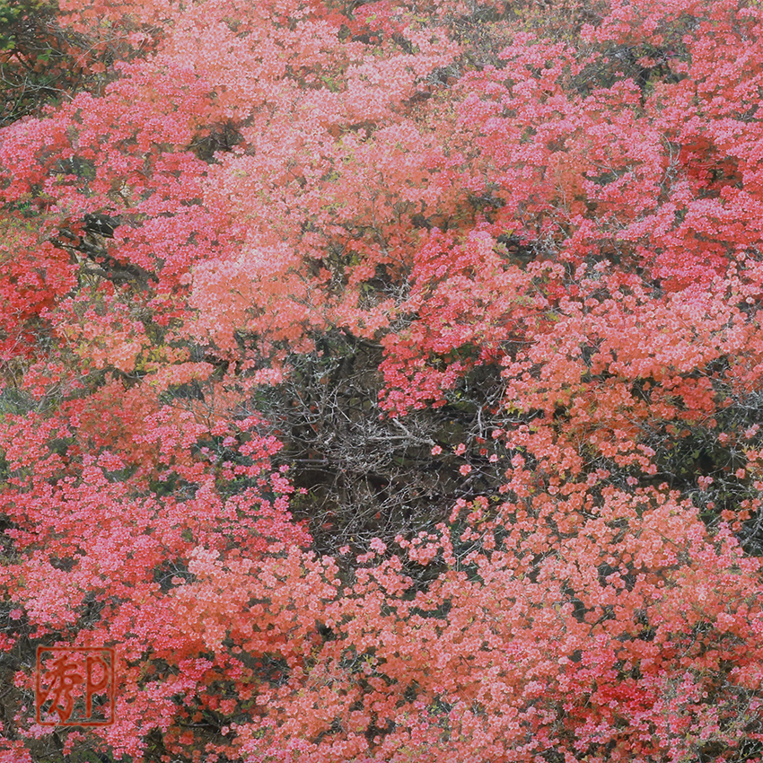 山のつつじ公園＿右