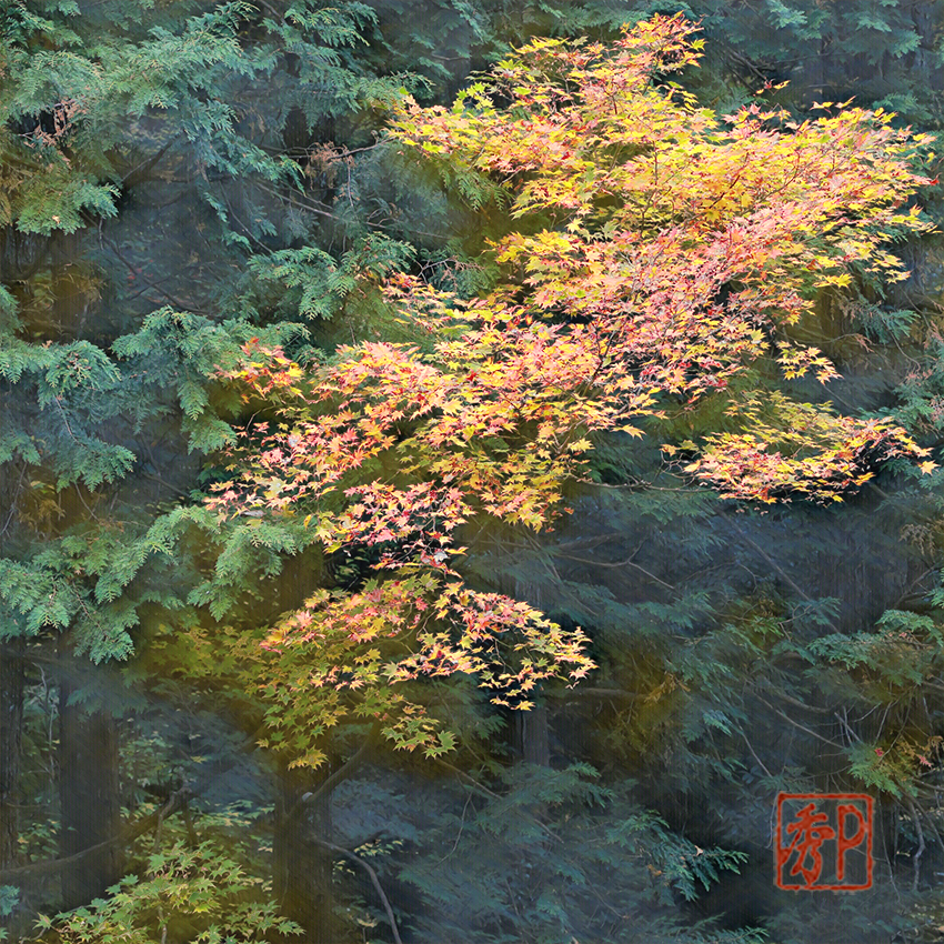 檜林の黄葉＿中