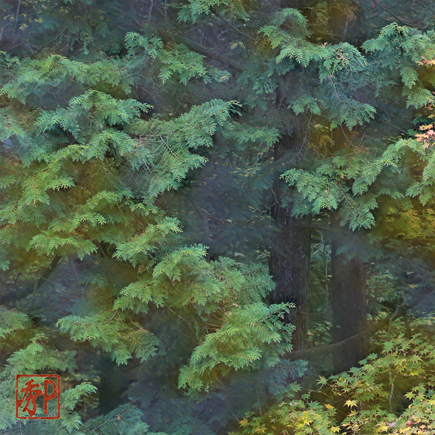 檜林の黄葉＿左