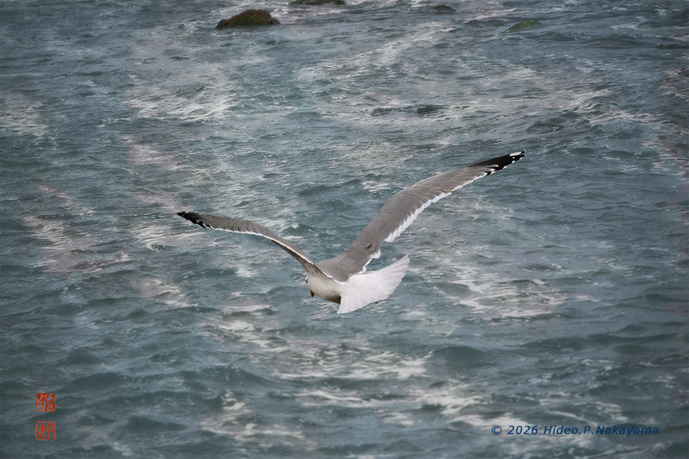 かもめ飛ぶ海