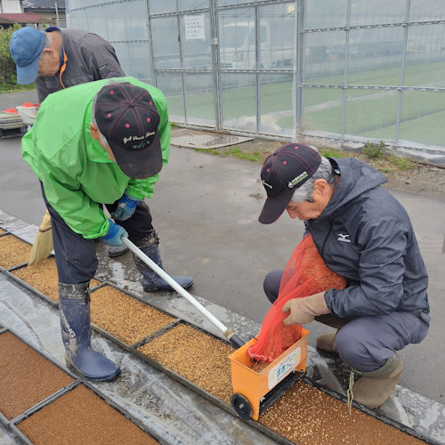 5.3 イネ色に分けて種まき
