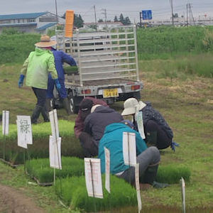 5.31 各色の苗を準備
