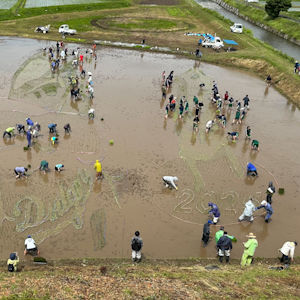 6.1 田んぼの全景