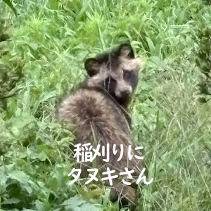 10.11 稲刈り作業中にタヌキさん来訪