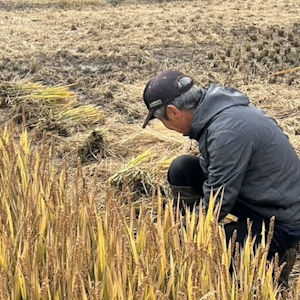 11.5 稲刈り(その1)