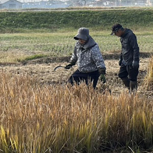 11.5 稲刈り(その2)