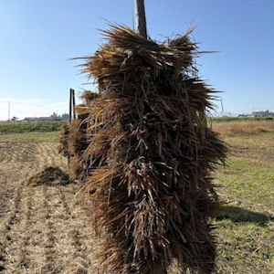 11.5 ほんにょ（ホニオ)