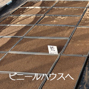 4.25 ビニールハウスに苗箱を静置