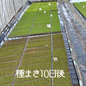 5.5 種まきから10日後の苗