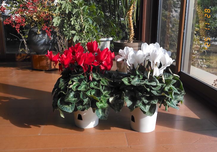 鉢植えのシクラメン