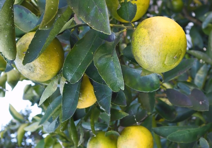 色づき始めたレモン