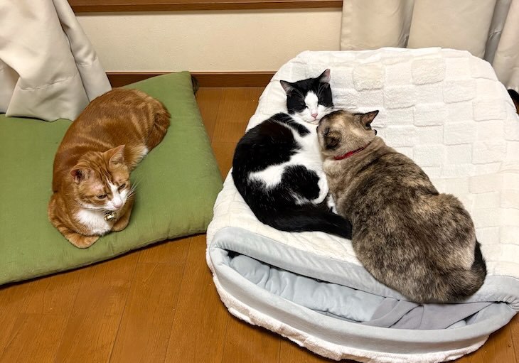 寒い日の猫たち