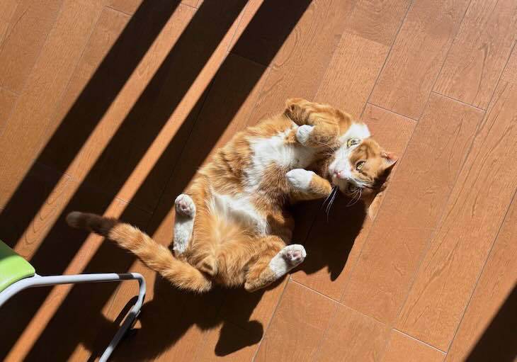 日向ぼっこのさぶ