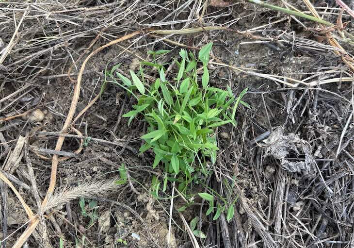 移植したカラスノエンドウ