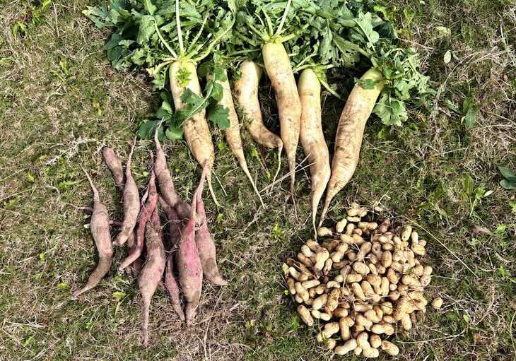 富士見台クリニック畑の野菜たち