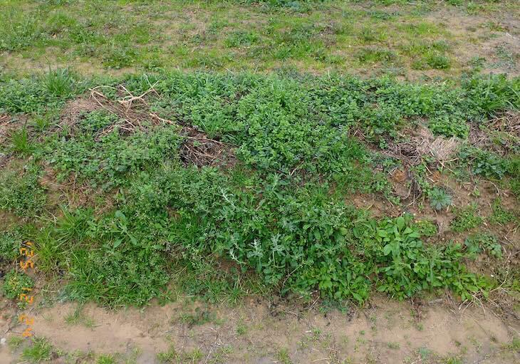 雑草の生えた畝