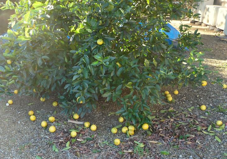 レモンの木