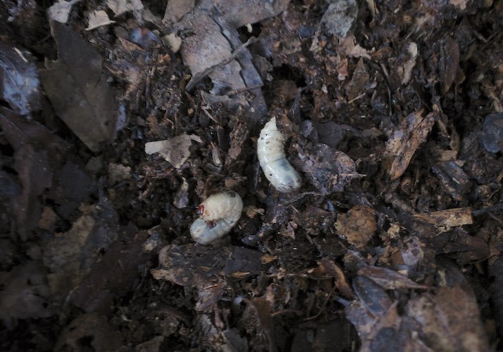腐葉土とコガネムシ幼虫