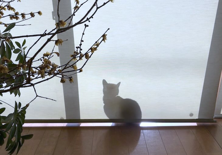 カーテン裏のハナ