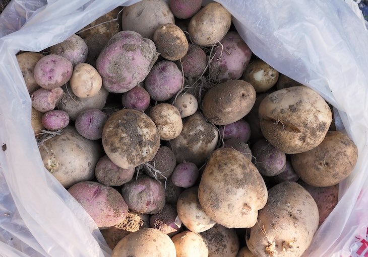 収穫した秋ジャガ