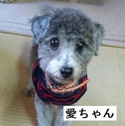 愛ちゃんのページへ