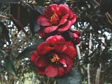 a2009_0318-026