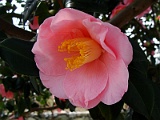 p2009_0318-001