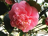 p2009_0318-032