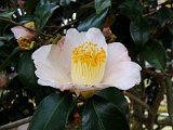 s2009_0318-008