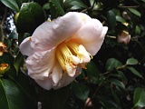 s2009_0318-044