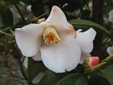 s2009_0318-056