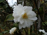 s2009_0318-062