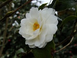 s2009_0318-064