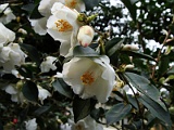 s2009_0318-072