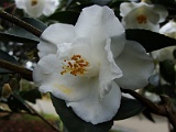 s2009_0318-073