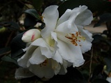 s2009_0318-074