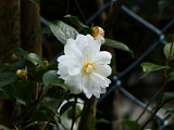 s2009_0318-114