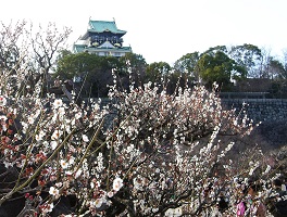 大阪城公園梅林