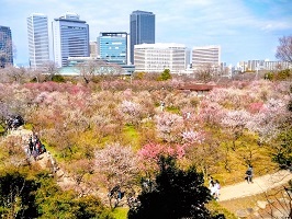 10.大阪城梅林上段から