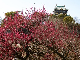 12.大阪城梅林