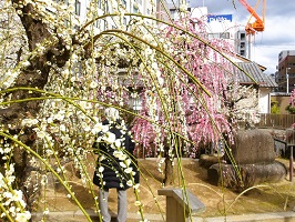 18.祖霊社前枝垂れ梅