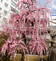 19.祖霊社前枝垂れ梅