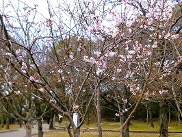 2.茶臼山公園の十月桜