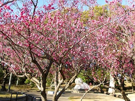 3.茶臼山公園の紅梅