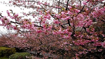 4.淀の河津桜