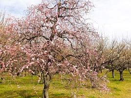 4.水月公園梅園